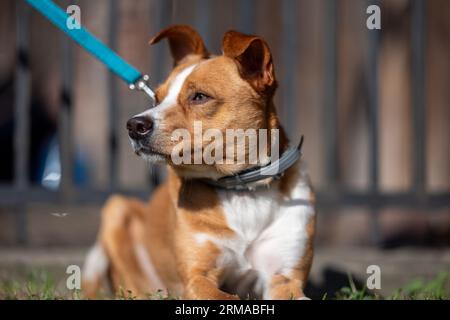 Cane marrone chiaro e bianco al guinzaglio dall'aspetto fotogenico a lato con una bassa profondità di campo e bokeh sullo sfondo Foto Stock