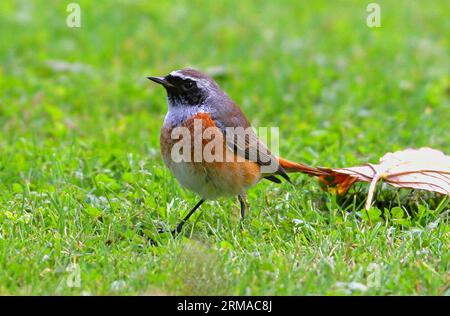 Comune Redstart (Phoenicurus phoenicurus) maschio adulto in piedi sull'erba Norfolk, Regno Unito. Ottobre Foto Stock