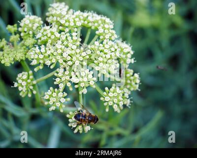 Samphire di roccia o finocchio di mare (crithmum maritimum) Foto Stock