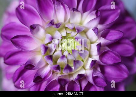 un primo piano di un fiore dahlia bianco e viola Foto Stock