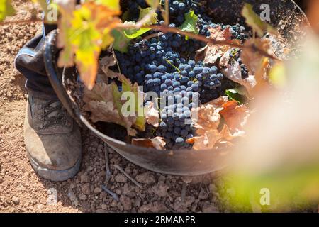 Raccoglitrice di uva che lavora con la benna per la raccolta a terra. Scena della stagione della vendemmia Foto Stock