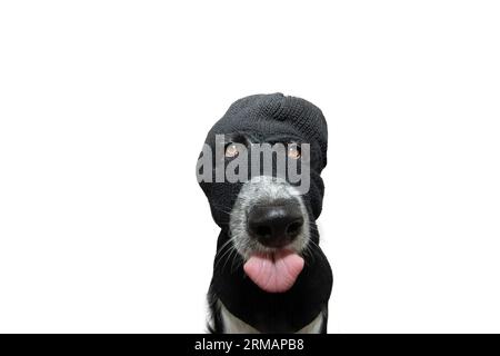 Ritratto di un cucciolo che celebra halloween, il carnevale o la vigilia di Capodanno con indosso un balaclava vestito da rapinatore. Isolato su sfondo bianco Foto Stock