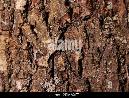 Corteccia di quercia sullo sfondo di legno. Albero di quercia corteccia texture. Robusto rude superficie boschiva pattern. Macro closeup. Foto Stock