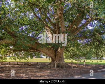 Nella storica Williamsburg, Virginia, un maestoso albero di quercia occupa il centro della scena, con i suoi antichi rami che si estendono e adornati da foglie verdi vivaci Foto Stock