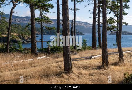 Trees in Brooks Point Regional Park su South Pender Island, British Columbia, Canada. Foto Stock