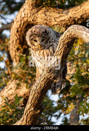 Un gufo barrato (Strix varia) arroccato su un albero in Uplands Park a Oak Bay, British Columbia, Canada. Foto Stock