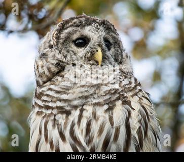 Un gufo barrato (Strix varia) arroccato su un albero in Uplands Park a Oak Bay, British Columbia, Canada. Foto Stock