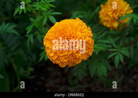 Fiori di calendula africani gialli su sfondo sfocato di foglie verdi -02 Foto Stock