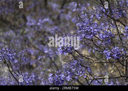 Alberi di Jacaranda in fiore, Siviglia, Andalusia, Spagna Foto Stock