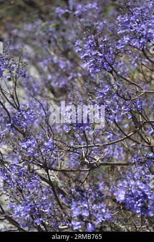 Alberi di Jacaranda in fiore, Siviglia, Andalusia, Spagna Foto Stock