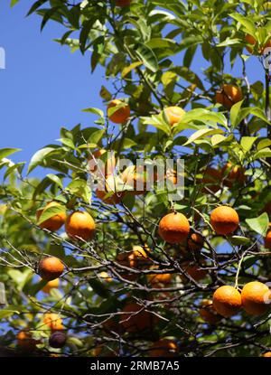 Le arance di strada amara di Siviglia, utilizzate per produrre marmellate e ora energia pulita, crescono su un albero nella città vecchia, Siviglia, Andalusia, Spagna Foto Stock