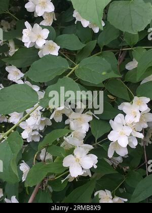sfondo estivo: falsi fiori di gelsomino bianchi tra foglie verdi Foto Stock