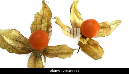 Lanterna cinese frutta, physalis alkekenge, frutti contro uno sfondo bianco Foto Stock