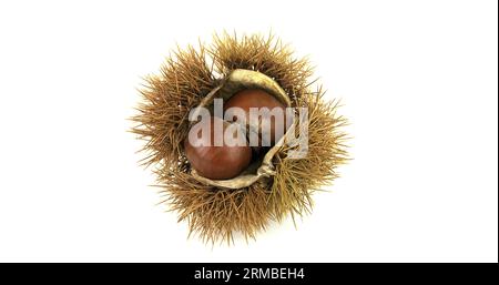 Chestnut Bur, castanea sativa, frutti contro uno sfondo bianco Foto Stock