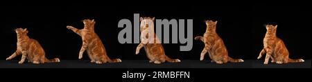 Red Tabby Domestic Cat, adulti che saltano su sfondo nero Foto Stock