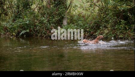 Red Fox, vulpes vulpes, adulti che attraversano il fiume, Normandia in Francia Foto Stock