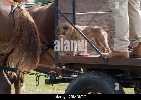 Hampshire, Regno Unito, 27 agosto 2023: Un cane che fa un giro su un rimorchio trainato da cavalli nell'ultimo giorno del Fordingbridge Steam and Vintage Fest inaugurale di tre giorni. Paul Biggins/Alamy Live News Foto Stock