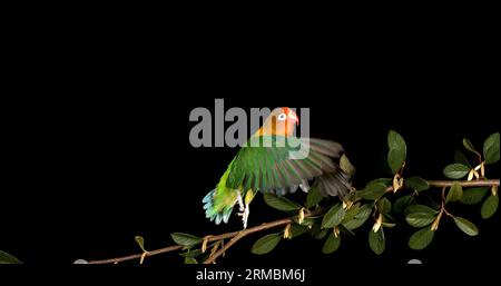 Fischer's Lovebird, agapornis fischeri, adulto in piedi su Branch, decolla, in volo Foto Stock