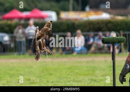 Hampshire, Regno Unito, 27 agosto 2023: Aquila marrone africana, Handled Liberty's of Ringwood, arrivano a terra l'ultimo giorno del Fordingbridge Steam and Vintage Fest inaugurale. Paul Biggins/Alamy Live News Foto Stock