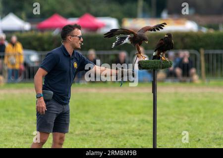 Hampshire, Regno Unito, 27 agosto 2023: Harris Hawks, Handled Liberty's of Ringwood, nell'ultimo giorno della tre giorni inaugurale Fordingbridge Steam e Vintage Fest. Paul Biggins/Alamy Live News Foto Stock