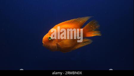 Midas Cichlid, amphilophus citrinellus, pesci che nuotano in un acquario di acqua dolce Foto Stock