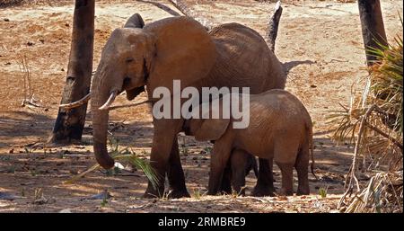 African Elephant, loxodonta africana, Mother and Calf Suckling, Samburu Park in Kenya Foto Stock