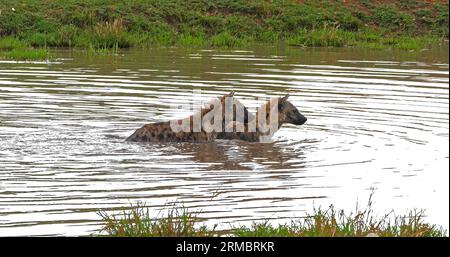 Iena maculata, crocuta crocuta, adulti che giocano in acqua, Masai Mara Park in Kenya Foto Stock