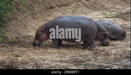 Hippopotamus, hippopotamus amphibius, gruppo che riposa vicino al fiume, parco Masai Mara in Kenya Foto Stock