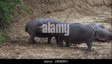 Hippopotamus, hippopotamus amphibius, gruppo che riposa vicino al fiume, parco Masai Mara in Kenya Foto Stock