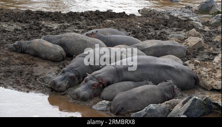 Hippopotamus, hippopotamus amphibius, gruppo che riposa vicino al fiume, parco Masai Mara in Kenya Foto Stock