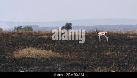 Thomson's Gazelle, gazella thomsoni, Savannah Fire, Masai Mara Park in Kenya Foto Stock