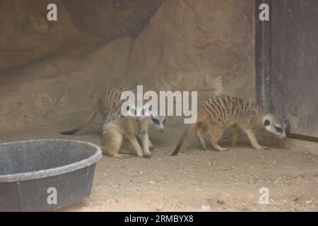 Los Angeles, California, USA 11 agosto 2023 Meerkats at LA Zoo l'11 agosto 2023 a Los Angeles, California, USA. Foto di Barry King/Alamy Stock Photo Foto Stock