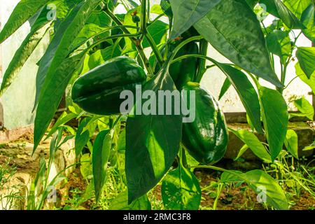 Giovane peperone verde in serra. Coltivare verdure. Agricoltura e agricoltura. Foto Stock