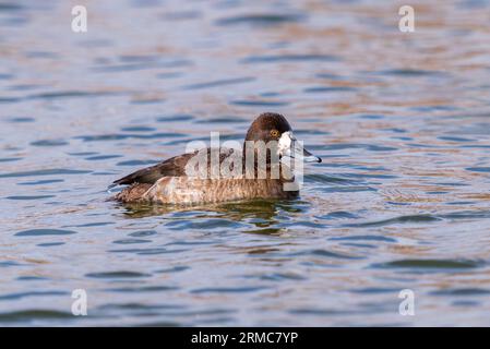 Un'anatra piccola femmina con bellissime piume e un volto bianco che segna l'apice della stagione riproduttiva. Vista ravvicinata. Foto Stock