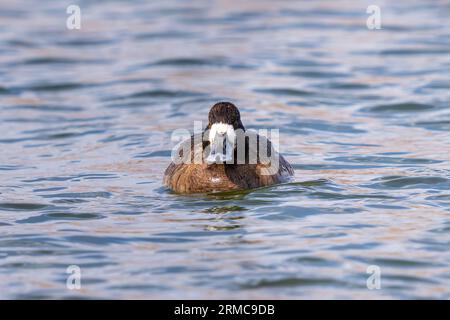 Vista frontale di un'anatra minore che nuota in un lago in primavera. Foto Stock