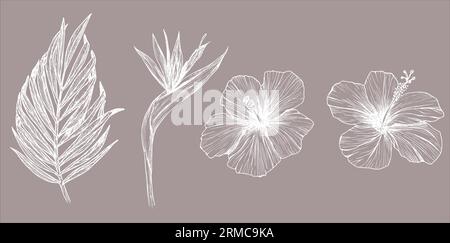 Illustrazione vettoriale di fiori tropicali e foglie. Clipart di hibiscus, strelitzia, foglia di palma, disegno inchiostro senza sfondo. Elementi isolati per Illustrazione Vettoriale
