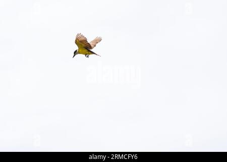 Un uccello giallo in volo con ali aperte. Sensazione di libertà. Vita selvaggia Foto Stock