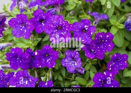 Petunia è un genere di 20 specie di piante da fiore di origine sudamericana. Petunia Night Sky Foto Stock