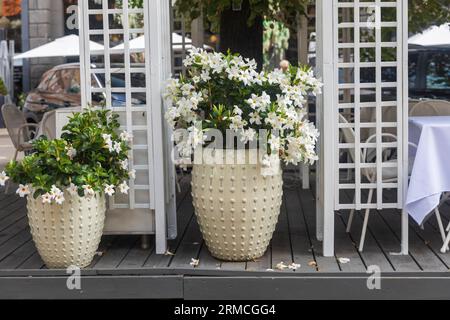 Mandevilla laxa in una pentola decora la veranda del ristorante Foto Stock