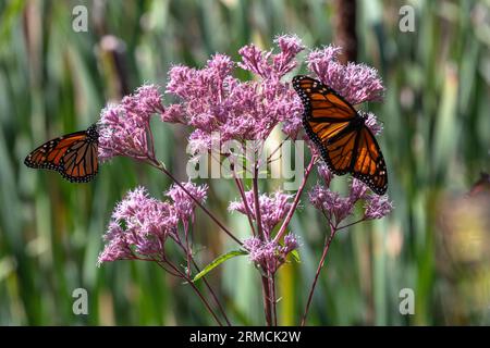 Le farfalle monarca (Danaus plexippus) si accalcavano tra uno stand di erbacce viola Joe Pye (Eutrochium purpureum). Le farfalle migratorie sono in pericolo Foto Stock