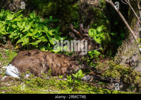 Cervo Yaku sika, giovane cervo con palchi di velluto, isola di Kakushima, Giappone Foto Stock