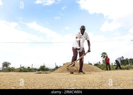 Butaleja, Uganda. 15 agosto 2023. Robert Sagura, un coltivatore di riso, si occupa del grano di riso in un centro di raccolta del riso a Butaleja, Uganda orientale, il 15 agosto 2023. PER ANDARE CON "Feature: Chinese Know-how helps Uganda Rice Farmers boost Production, Income" credito: Hajarah Nalwadda/Xinhua/Alamy Live News Foto Stock