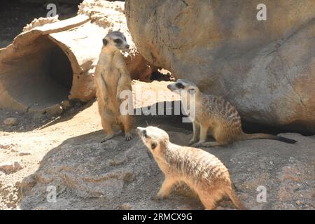 Los Angeles, California, USA 24 agosto 2023 Meerkats at LA Zoo il 24 agosto 2023 a Los Angeles, California, USA. Foto di Barry King/Alamy Stock Photo Foto Stock