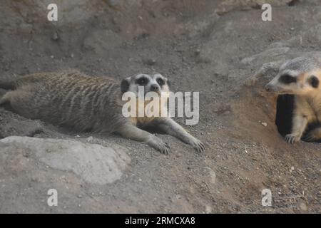 Los Angeles, California, USA 24 agosto 2023 Meerkats at LA Zoo il 24 agosto 2023 a Los Angeles, California, USA. Foto di Barry King/Alamy Stock Photo Foto Stock