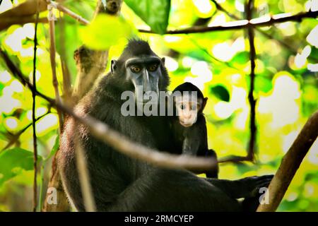 Un macaco crestato Celebes (Macaca nigra) si prende cura di un neonato mentre riposa su un albero nella foresta di Tangkoko, Sulawesi settentrionale, Indonesia. Il cambiamento climatico e le malattie sono minacce emergenti per i primati, mentre il macaco crestato appartiene al 10% delle specie di primati altamente vulnerabili alla siccità. Un recente rapporto ha rivelato che la temperatura sta effettivamente aumentando nella foresta di Tangkoko e che l'abbondanza complessiva di frutta è diminuita. Macaca nigra è considerata una specie chiave nel loro habitat, un'importante "specie ombrello" per la conservazione della biodiversità. Foto Stock