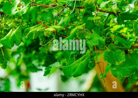 Uva verde acuta che cresce in una serra di vigneto. Vinificazione, vino della casa, sfondo. Foto Stock