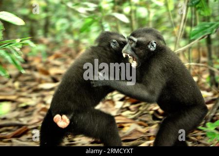 I comportamenti aggressivi tra due giovani macachi crestati Sulawesi (Macaca nigra) sono fotografati nella foresta di Tangkoko, Sulawesi settentrionale, Indonesia. Gli scienziati dei primati hanno scoperto che combattere o inseguirsi a vicenda sono parte delle attività sociali del macaco crestato. I contatti manuali aggressivi si sono verificati frequentemente e sono molto normali, e sono spesso seguiti da ritorsioni e riconciliazioni-- un fatto che ha contribuito a costruire la reputazione del macaco crestato come specie altamente tollerante dal punto di vista sociale. il cambiamento climatico può ridurre l'idoneità all'habitat delle specie di primati, che potrebbe costringerle a uscire da... Foto Stock