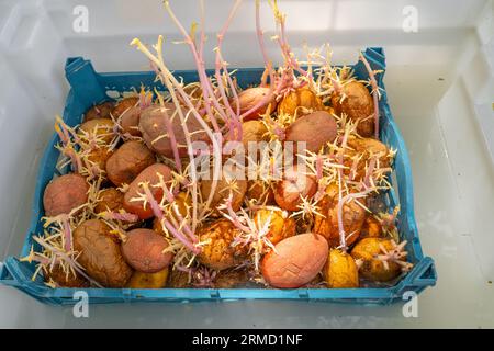 Una scatola di plastica con patate germogliate è immersa in un liquido con un disinfettante Foto Stock