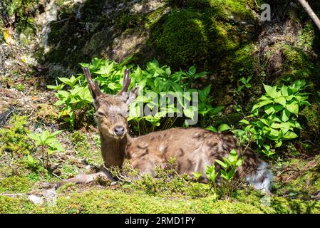 Cervo Yaku sika, giovane cervo con palchi di velluto, isola di Kakushima, Giappone Foto Stock