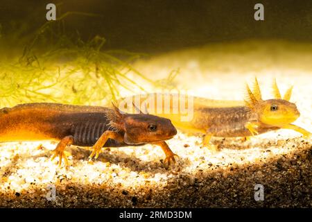 Primo piano di due piccoli novellini himalayani o salamandre himalayane che mostrano branchie esterne mentre trascorrono la loro vita in acqua. Foto Stock